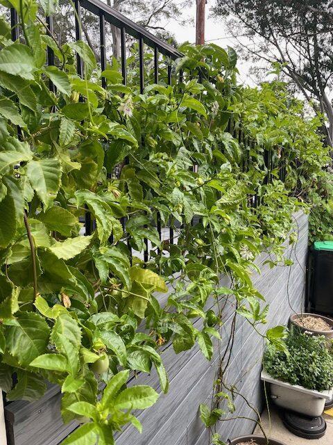 Passionfruit vines trained on a fence