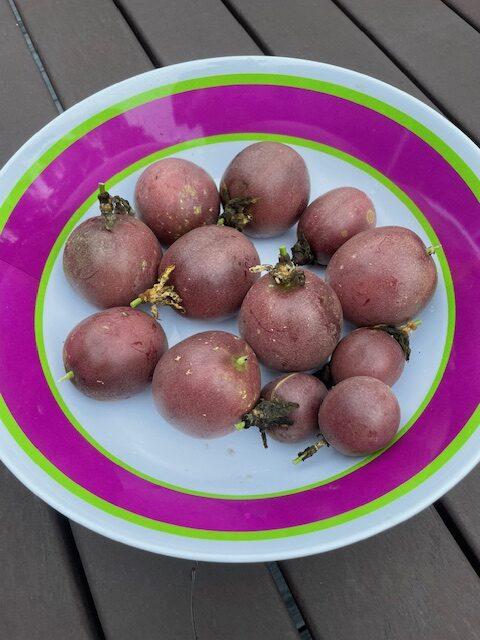 Some of the harvest