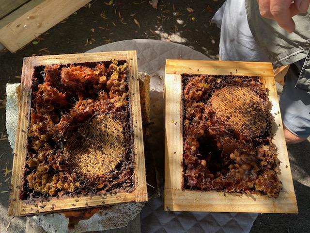 Splitting the hive: 2