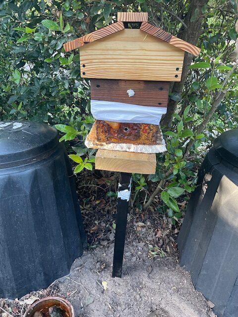 A native stingless beehive